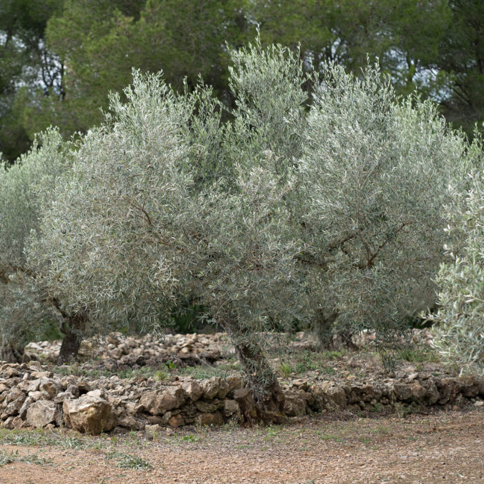 Ein kleiner Olivenbaum bei schönem Wetter auf der Oliveres1 Olivenplantage in Spanien, El Perelló