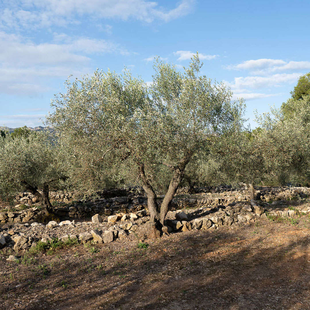 Ein Olivenbaum bei schönem Wetter auf der Oliveres1 Olivenplantage in Spanien, El Perelló