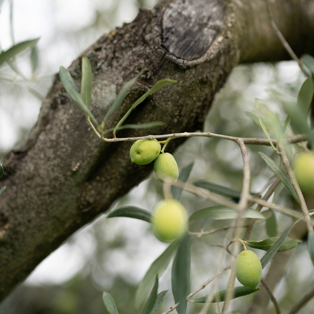 Grüne Oliven an einem Zweig vor einem Ast an einem Olivenbaum von Olivers1 in Spanien in El Perelló