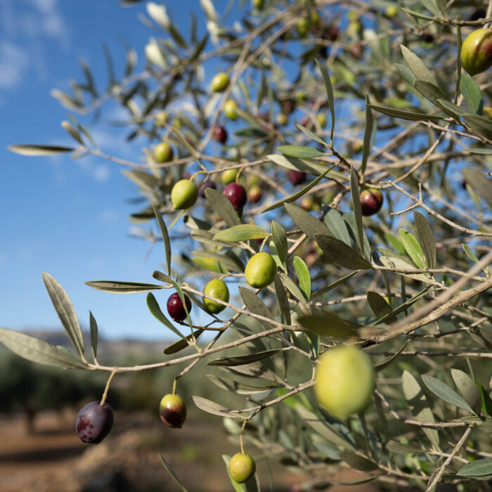 Viele Oliven an einem Olivenbaum die in der Sonne an einem Oliveres1 Olivenbaum hängen