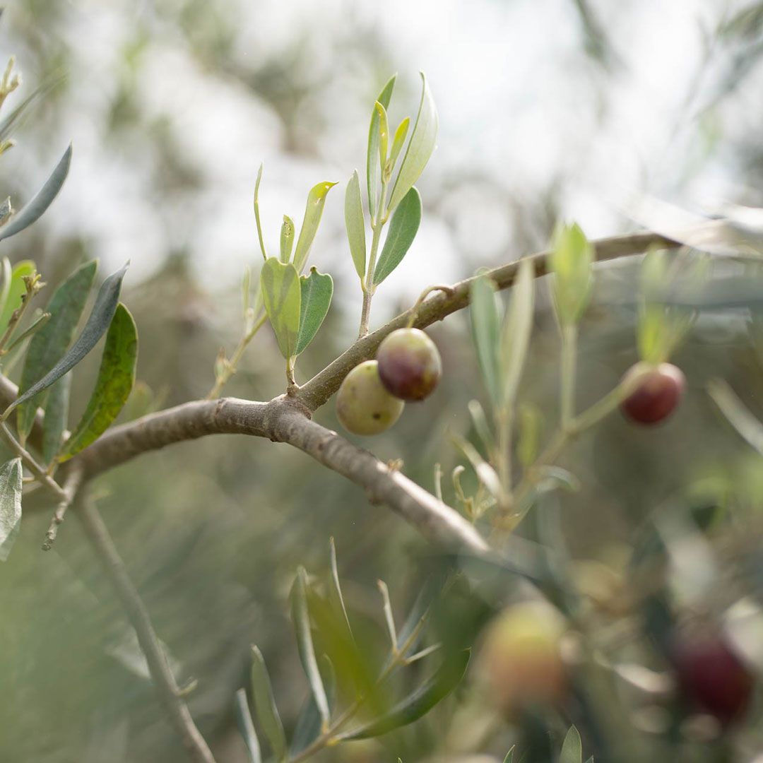 Oliven an einem Zweig eines Olivenbaums von Oliveres1