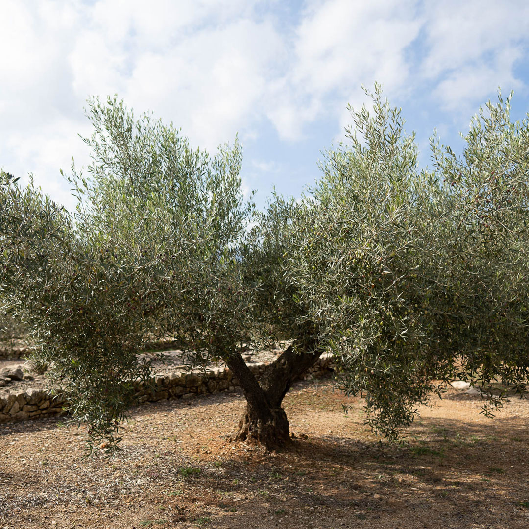Ein mittelgroßer Olivenbaum bei schönem Wetter auf der Oliveres1 Olivenplantage in Spanien, El Perelló