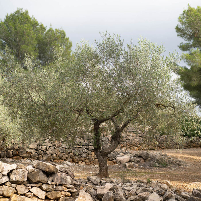 Ein kleiner Olivenbaum auf der Olivenplantage von Oliveres1 in El Perelló in Spanien.