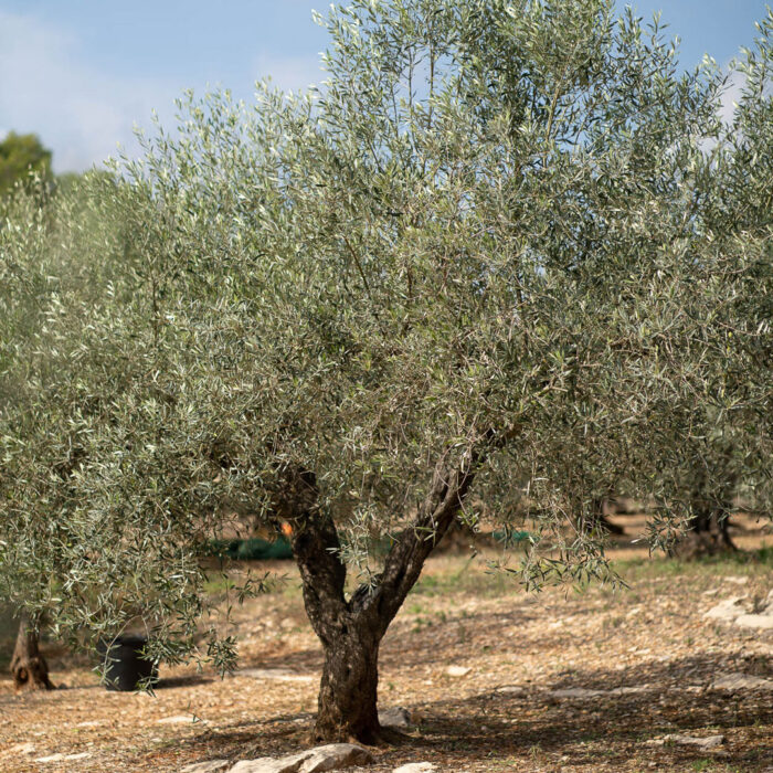 Ein mittelgroßer Olivenbaum auf der Olivenplantage von Oliveres1 in El Perelló in Spanien