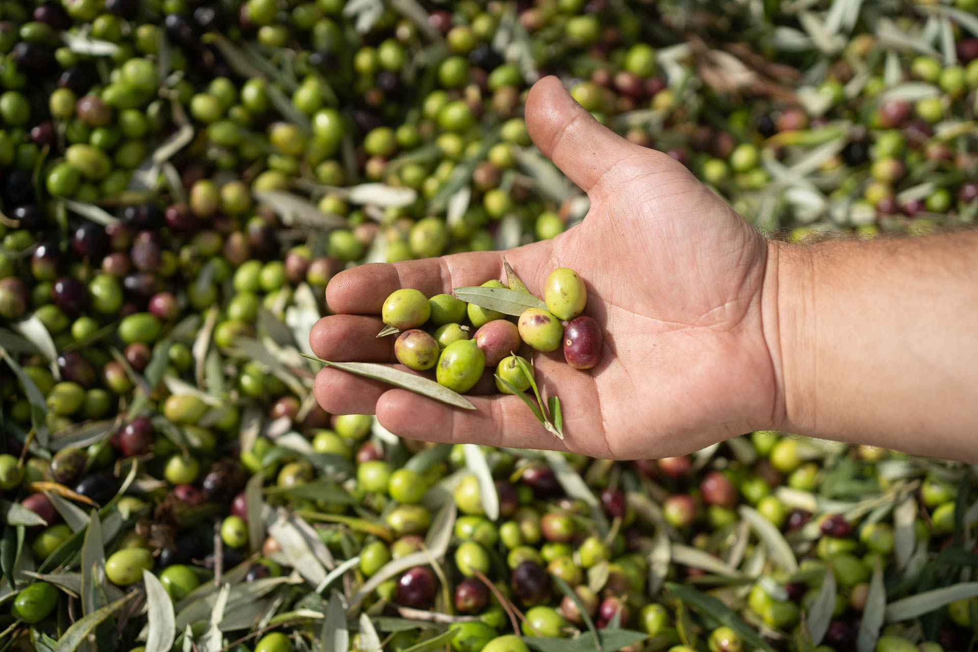 Eine Hand ließt aus einer Menge Oliven ein paar Oliven aus und zeigt diese in die Kamera. Olivers1 Olivenöl aus Spanien