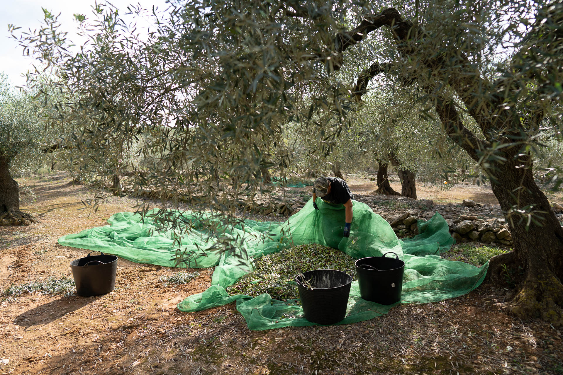 Ein Mann sortiert Oliveres1 Oliven in einem Netz welches unter einem Olivenbaum liegt und viele reife Oliven fasst.