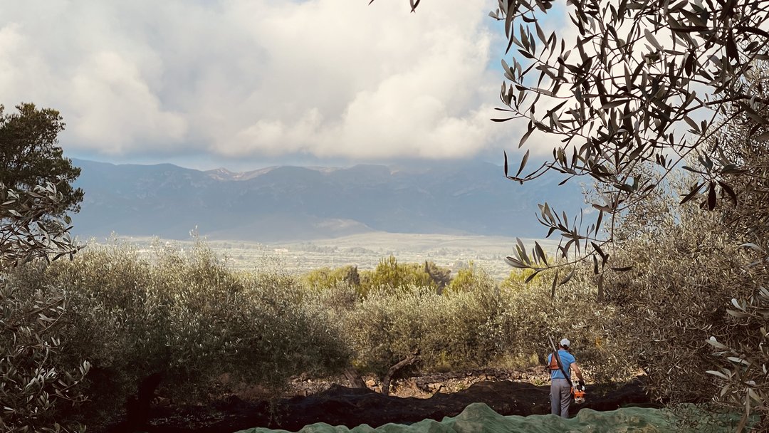 Weiter Blick über die Oliveres1 Olivenbaumplantage bei schönem Wetter.