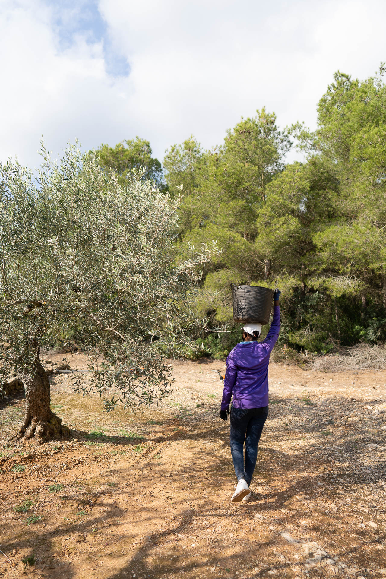Eine Erntehelferin trägt Oliven in einem schwarzen Eimer auf ihrem Kopf zur Sammelstelle um Oliveres1 Oliven zu ernten.