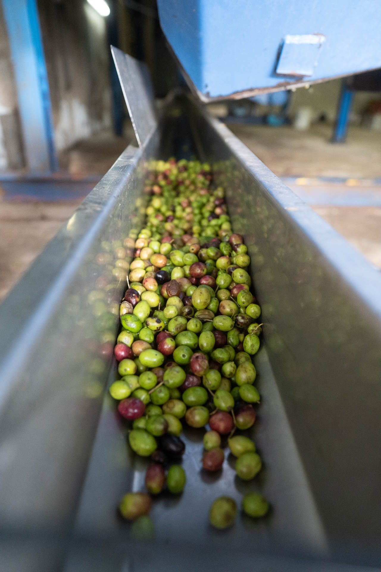 Die gesammelten Oliveres1 Oliven sind auf dem Weg in die Kaltpresse.