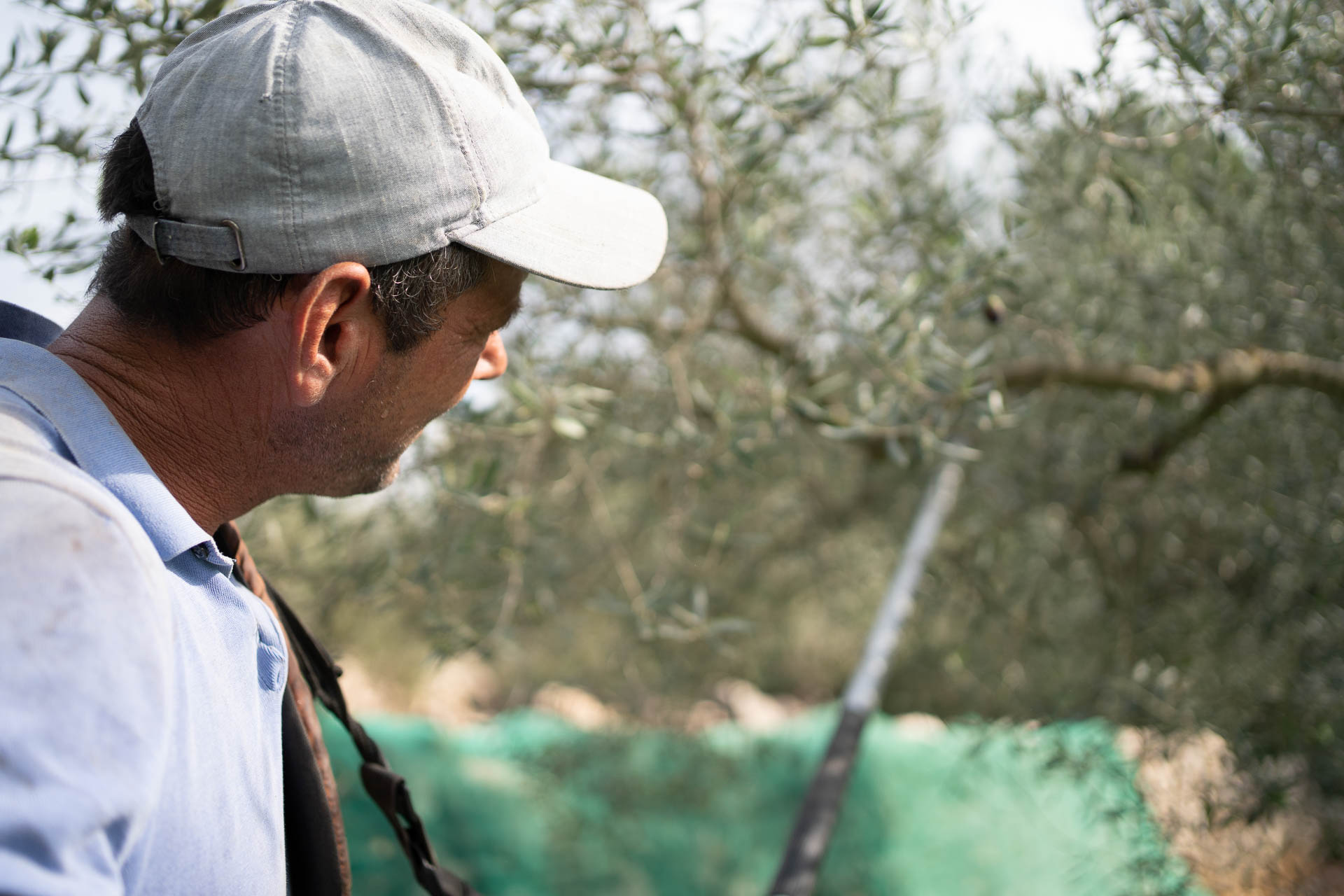Ein Mann erntet Oliven an einem Olivenbaum im November auf der Oliveres1 Olivenbaumplantage.