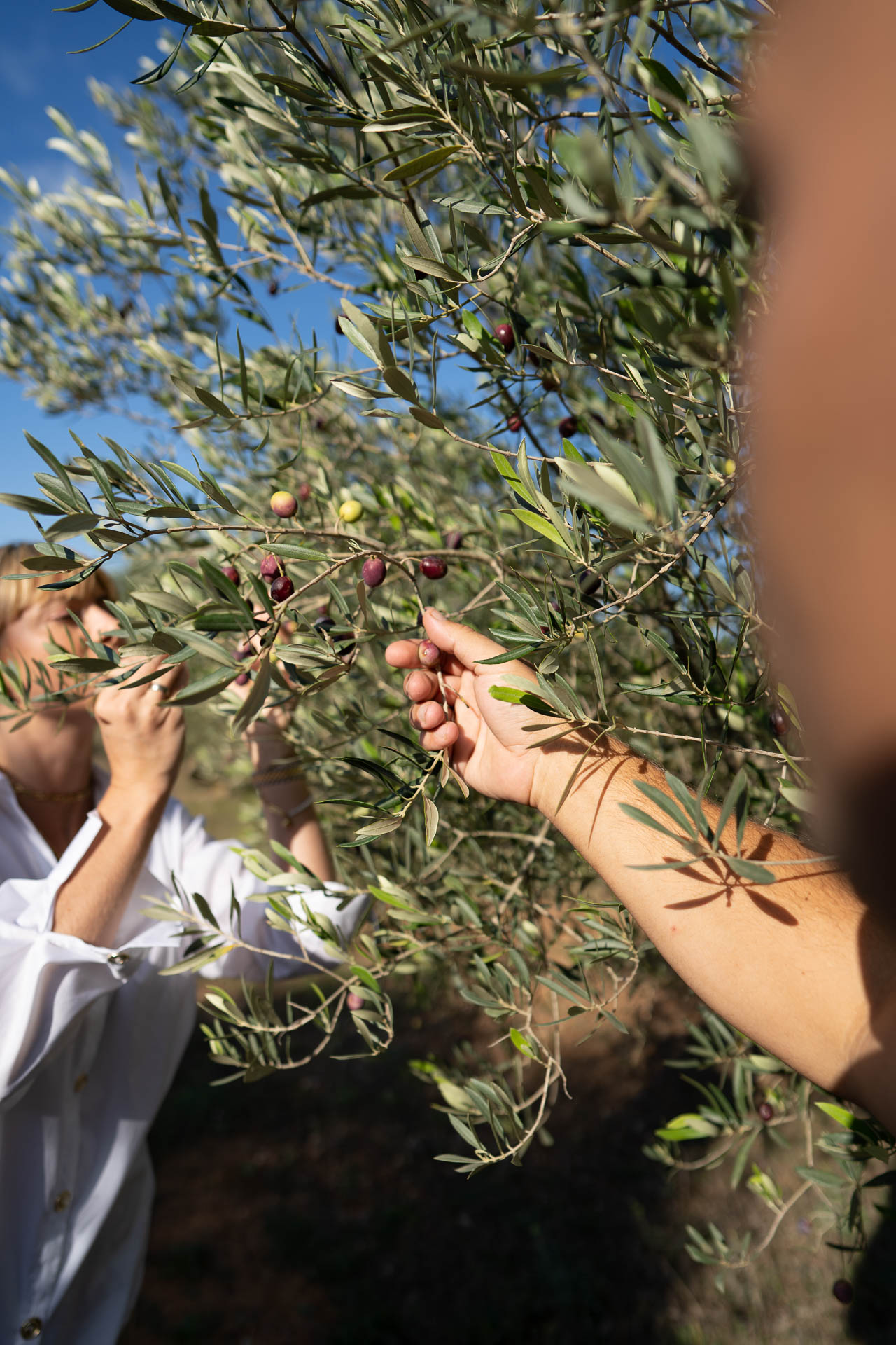 Frau und Herr Rubisch überprüfen die Reife der Oliven auf ihrer Olivenbaumplantage von ihrer Marke Oliveres1.de
